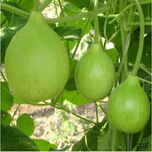 LiveNature Organic Round Bottle Gourd Vegetable ( 50 Seeds )