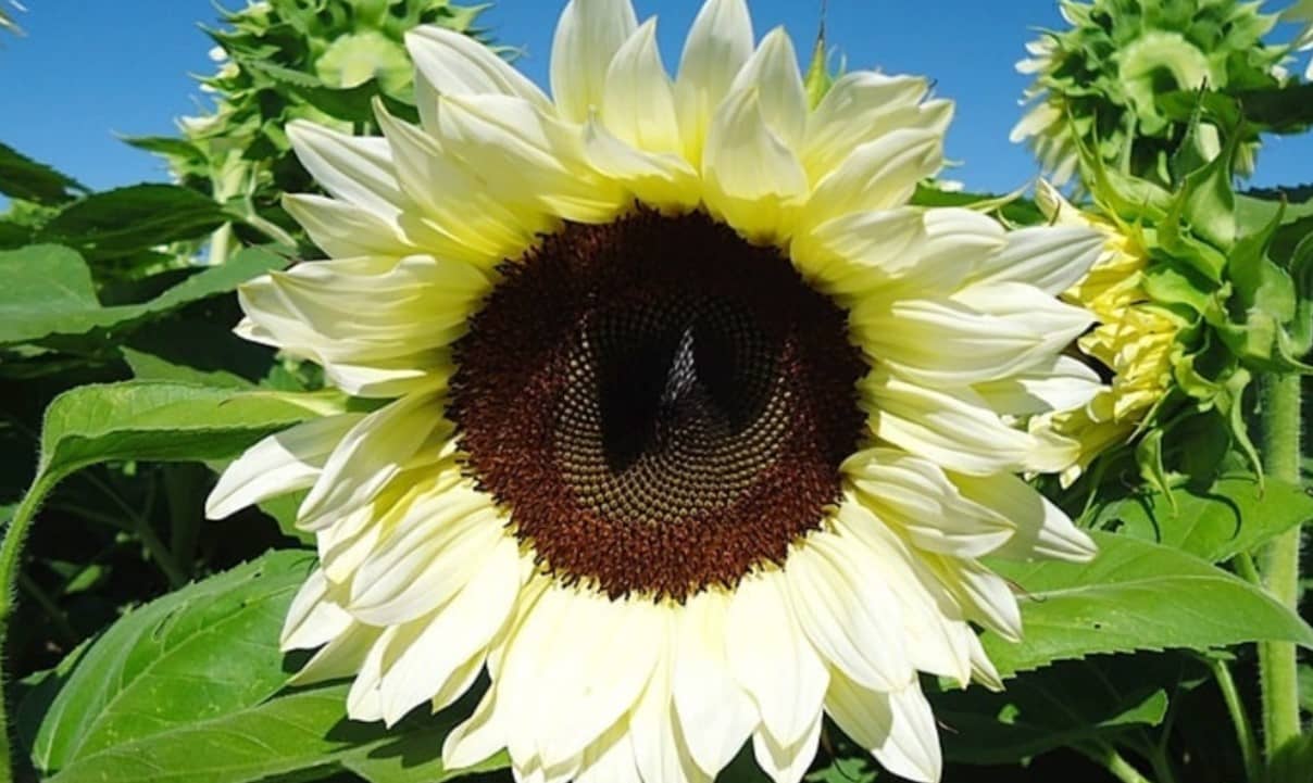 LiveNature White Sunflower Seeds | Surajmukhi Seeds | Summer Flower Seeds | Best For Home Garden & Terrace – 50 Seeds