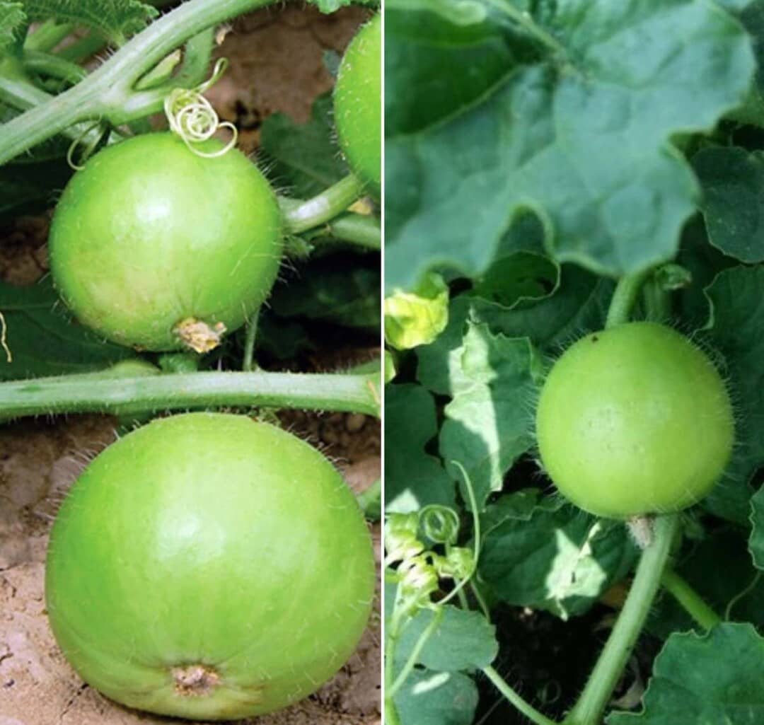 LiveNature Tinda/Round Gourd Seeds | Summer Vegetable Plant Seeds | Best For Home Garden & Terrace – Pack of 100 Seeds