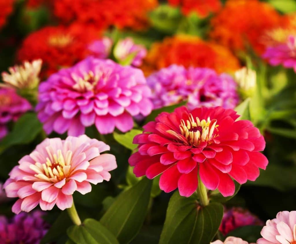 LiveNature Zinnia Mixed Flower ( 100 Seeds )