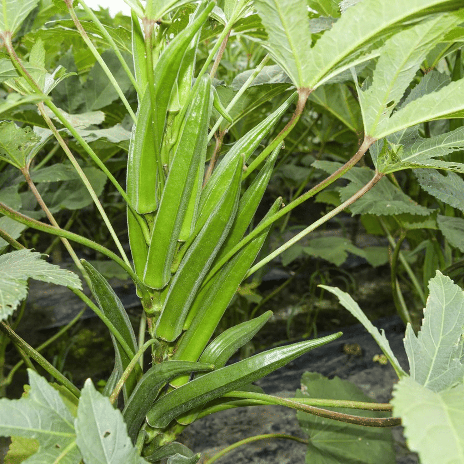 PARTHVA SEEDS Bhindi Vegetable ( 150 Seeds )