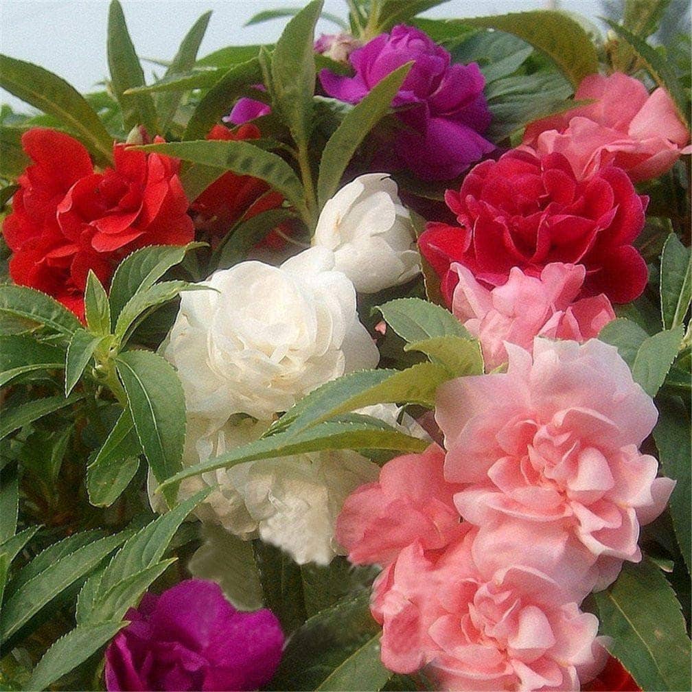 LiveNature Balsam Mixed Flower ( 100 Seeds )
