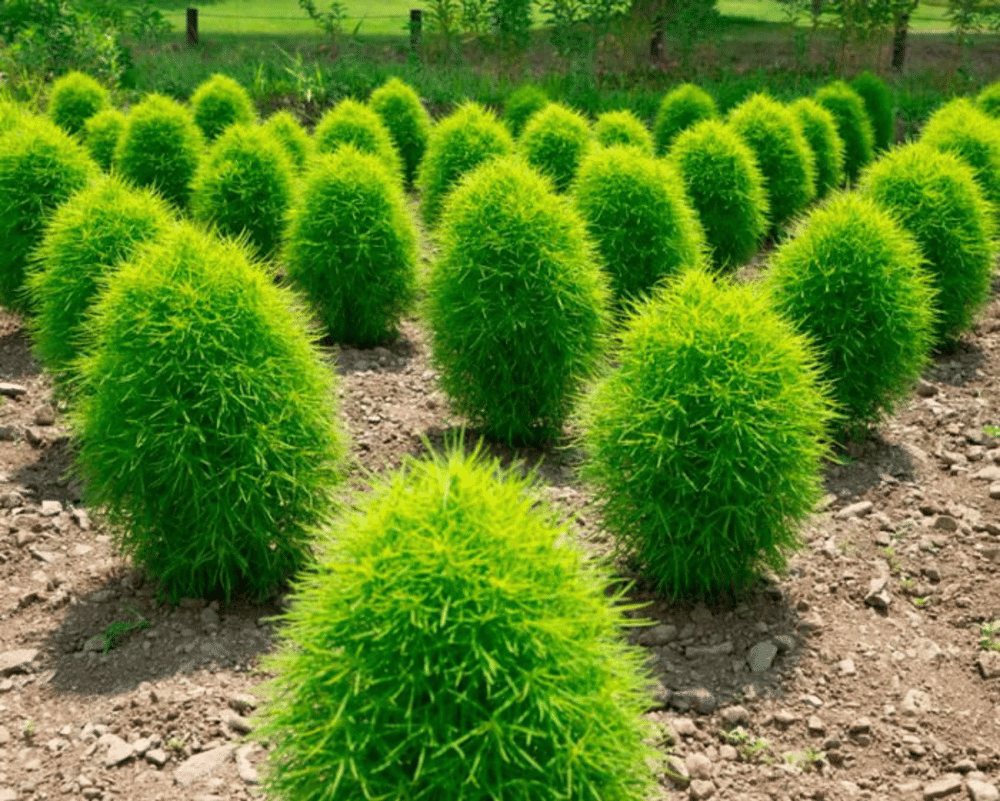     			LiveNature Kochia Flower ( 100 Seeds )