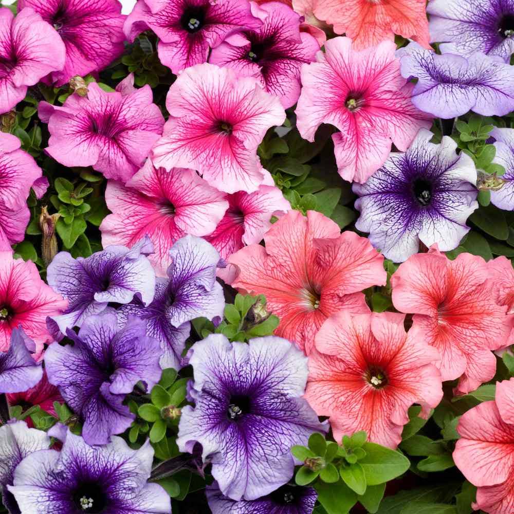 LiveNature Petunia Multicolor Flora Mixed Flower Seeds | Indoor/Outdoor Mixed Flower Seeds | Best For Home Garden & Terrace – 100 Seeds
