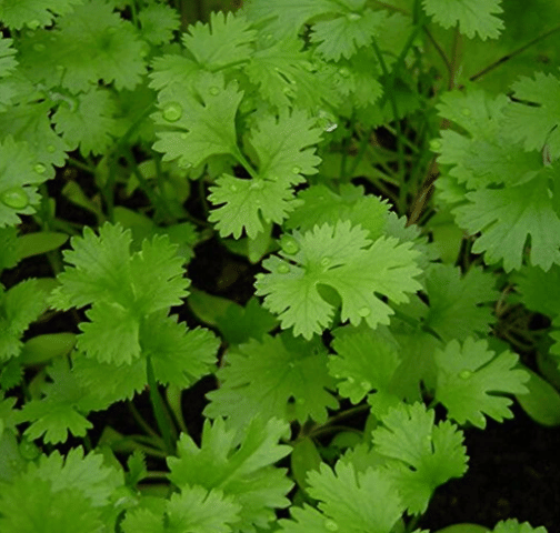 LiveNature Organic Dhania Vegetable ( 100 Seeds )