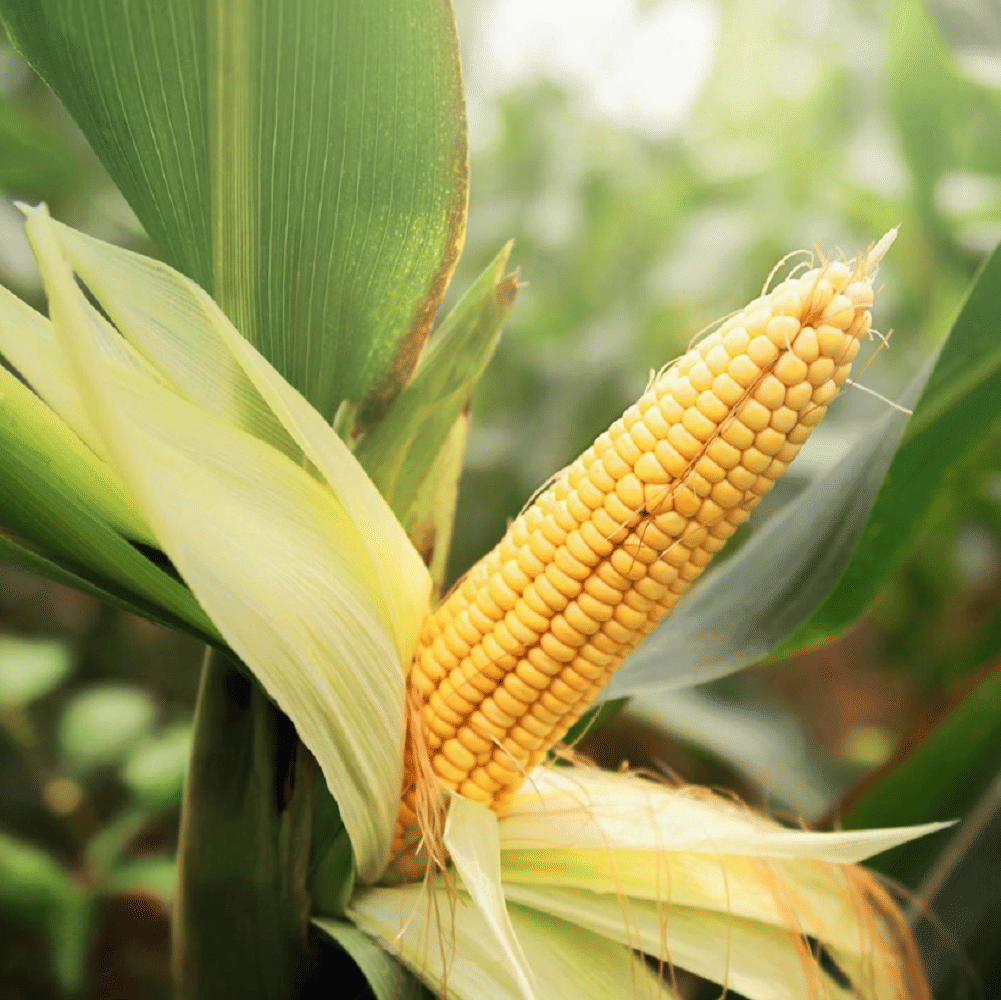 Jignisha Seeds Baby Corn Vegetable ( 30 Seeds ) Jignisha Seeds Baby Corn Vegetable ( 30 Seeds )