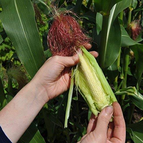 Jignisha Seeds Baby Corn Vegetable ( 30 Seeds ) Jignisha Seeds Baby Corn Vegetable ( 30 Seeds )