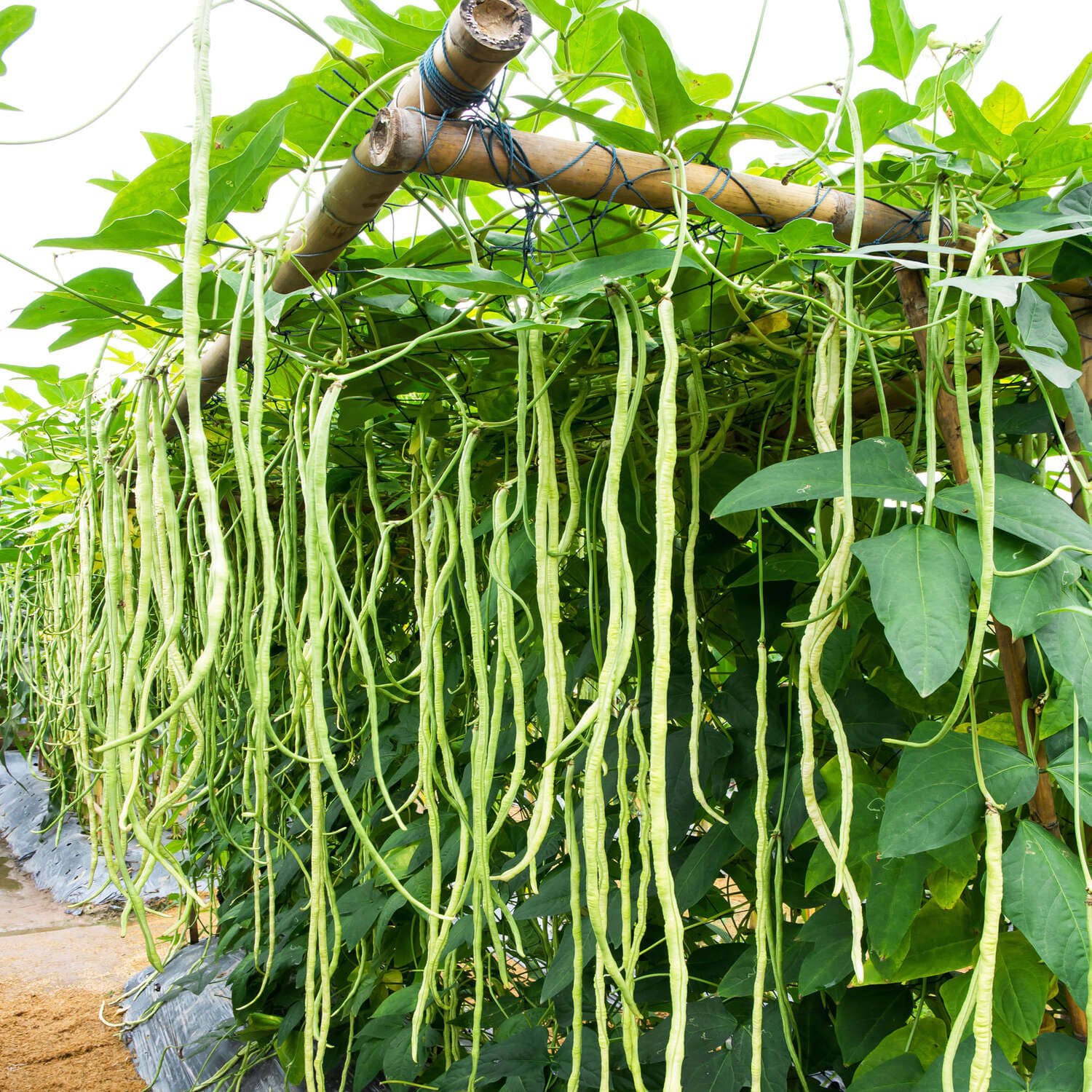 LiveNature Cowpea Lobia Vegetable ( 50 Seeds )