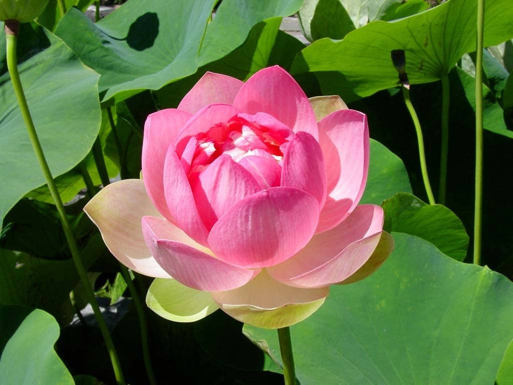 LiveNature Lotus Flower ( 10 Seeds )