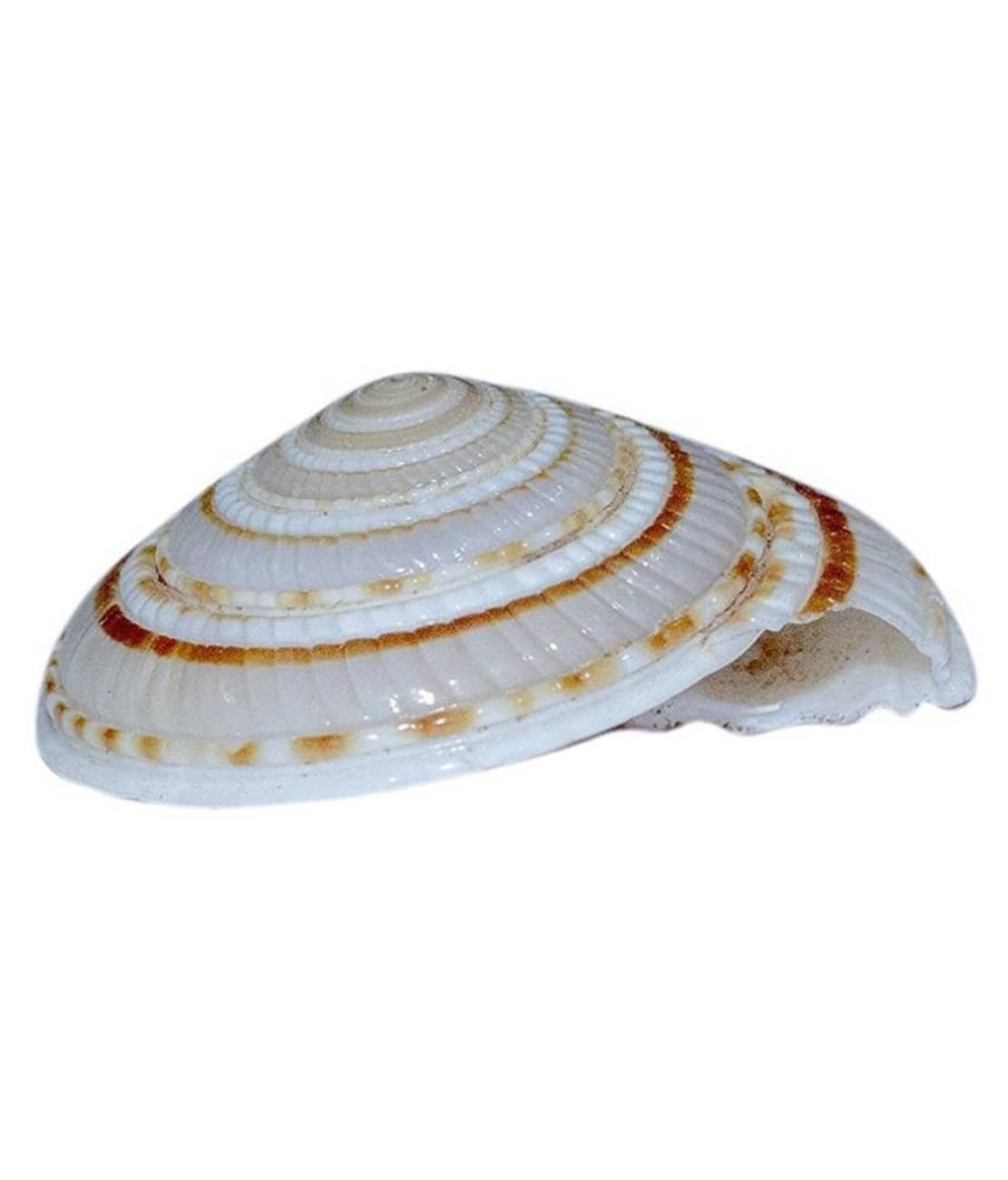 TEVATIYA Shankh vishnu chakra ( Pack of 1 ) TEVATIYA Shankh vishnu chakra ( Pack of 1 )