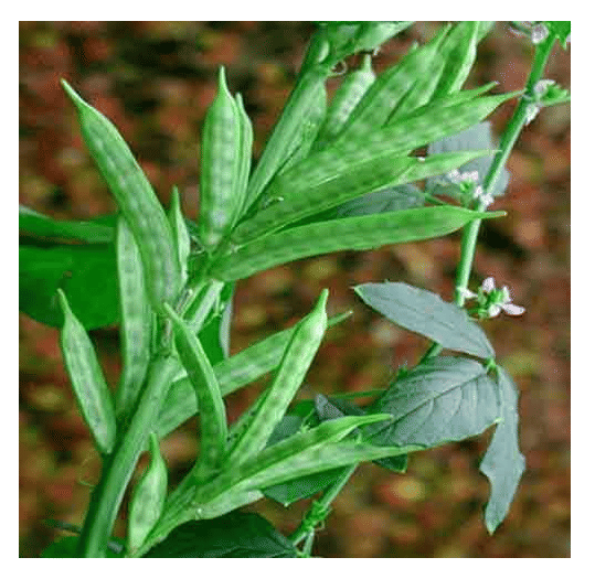 LiveNature Gwar Fali Vegetable ( 100 Seeds )