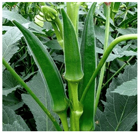 LiveNature Bhindi / Ladies Finger Seeds | Desi Vegetable Plant Seeds | Best For Home Garden & Terrace – Pack of 100 Seeds