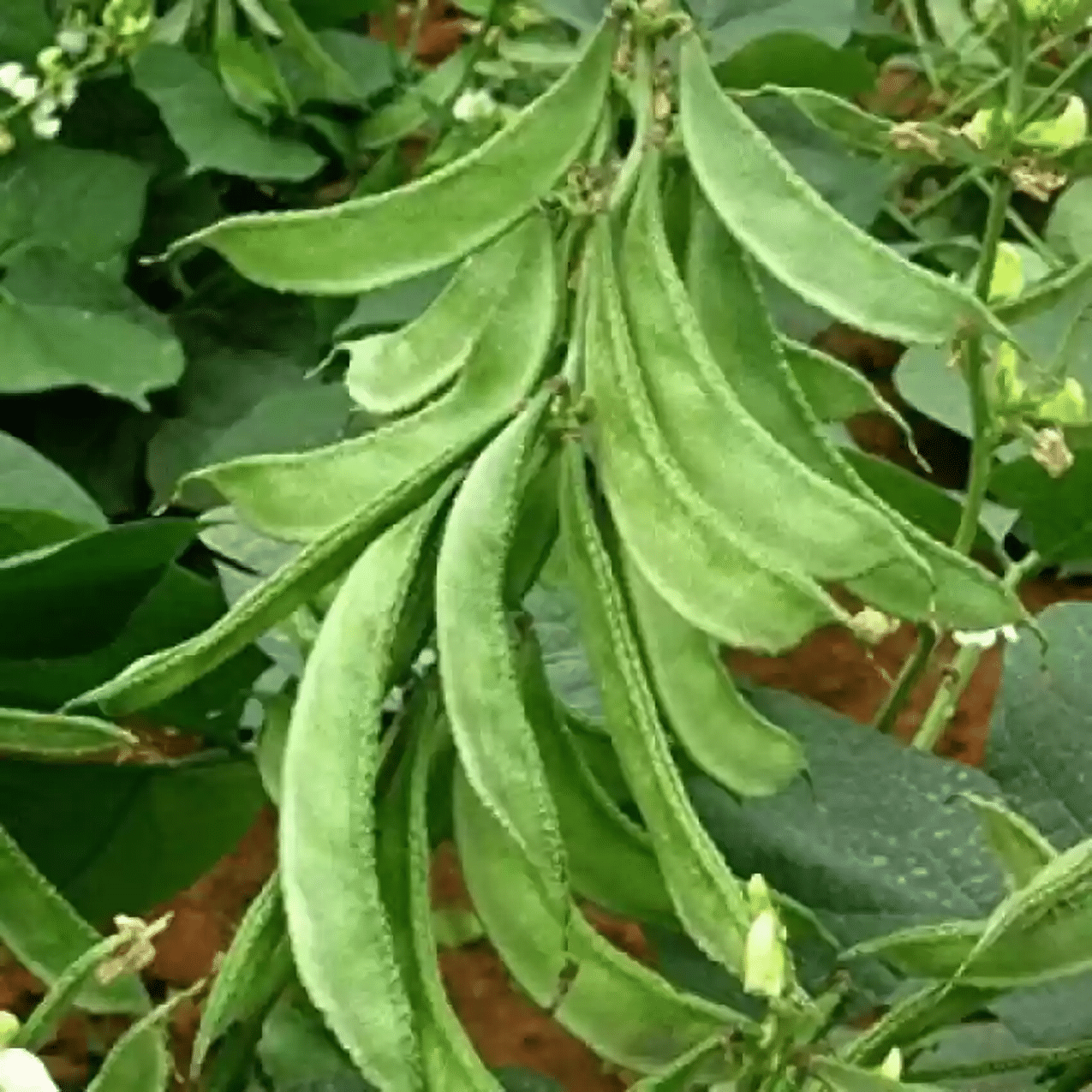     			PARTHVA SEEDS Beans Vegetable ( 15 Seeds )