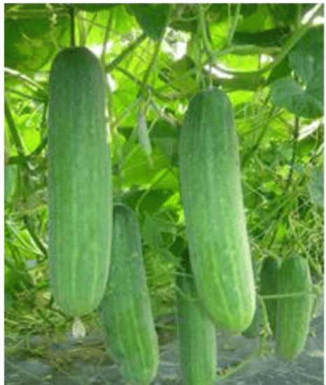 PARTHVA SEEDS Hybrid Cucumber Fruit ( 100 Seeds ) PARTHVA SEEDS Hybrid Cucumber Fruit ( 100 Seeds )