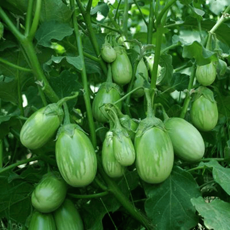 PARTHVA SEEDS Organic Green Round Brinjal Vegetable ( 350 Seeds )     			PARTHVA SEEDS Organic Green Round Brinjal Vegetable ( 350 Seeds )
