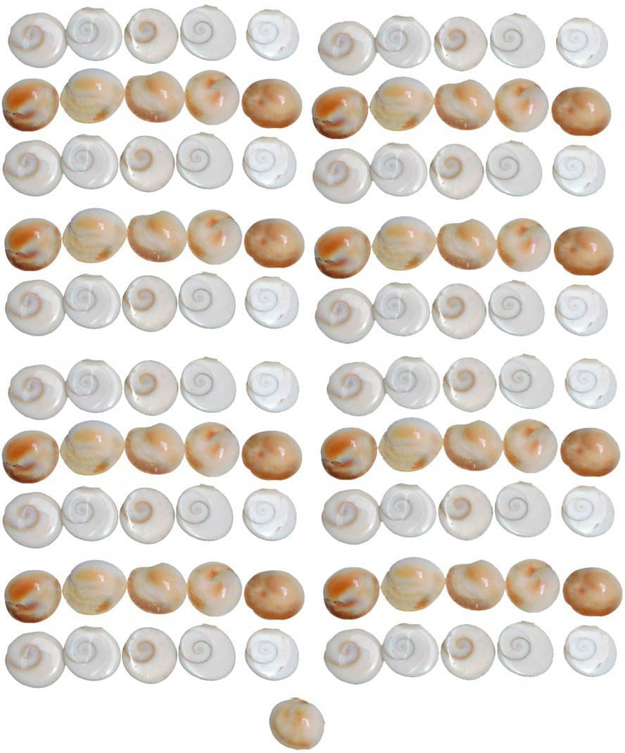     			Shri Astha Vinayak Vastu Showpiece 1.5 cm - Pack of 1