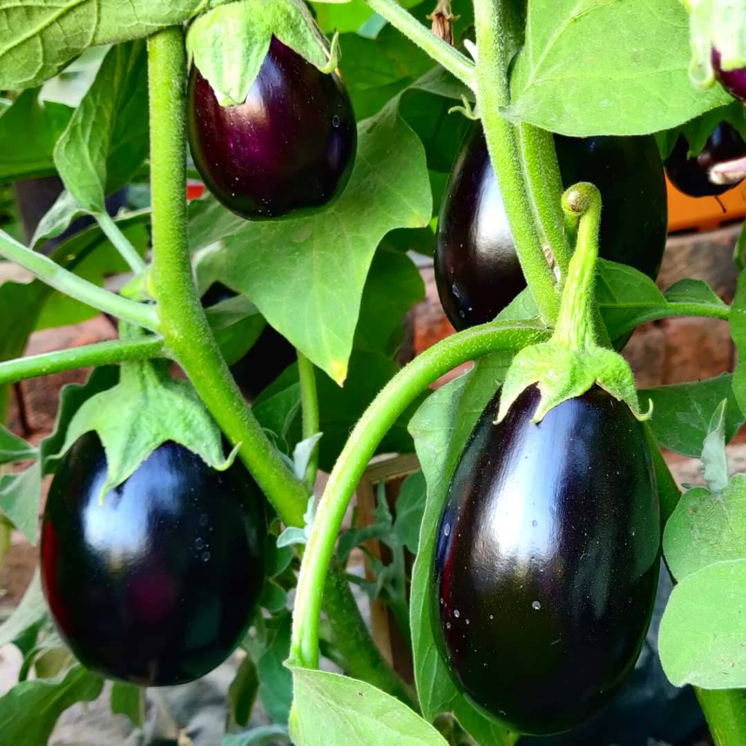 Jignisha Seeds Hybrid Black Brinjal Vegetable ( 50 Seeds ) Jignisha Seeds Hybrid Black Brinjal Vegetable ( 50 Seeds )