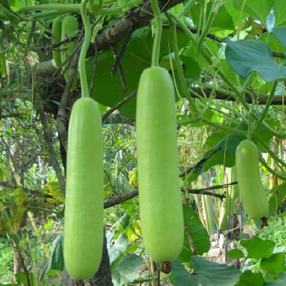 Jignisha Seeds Hybrid Lauki Vegetable ( 15 Seeds )