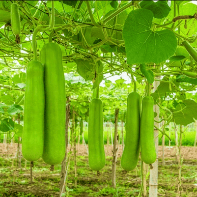 Jignisha Seeds Hybrid Lauki Vegetable ( 20 Seeds ) Jignisha Seeds Hybrid Lauki Vegetable ( 20 Seeds )