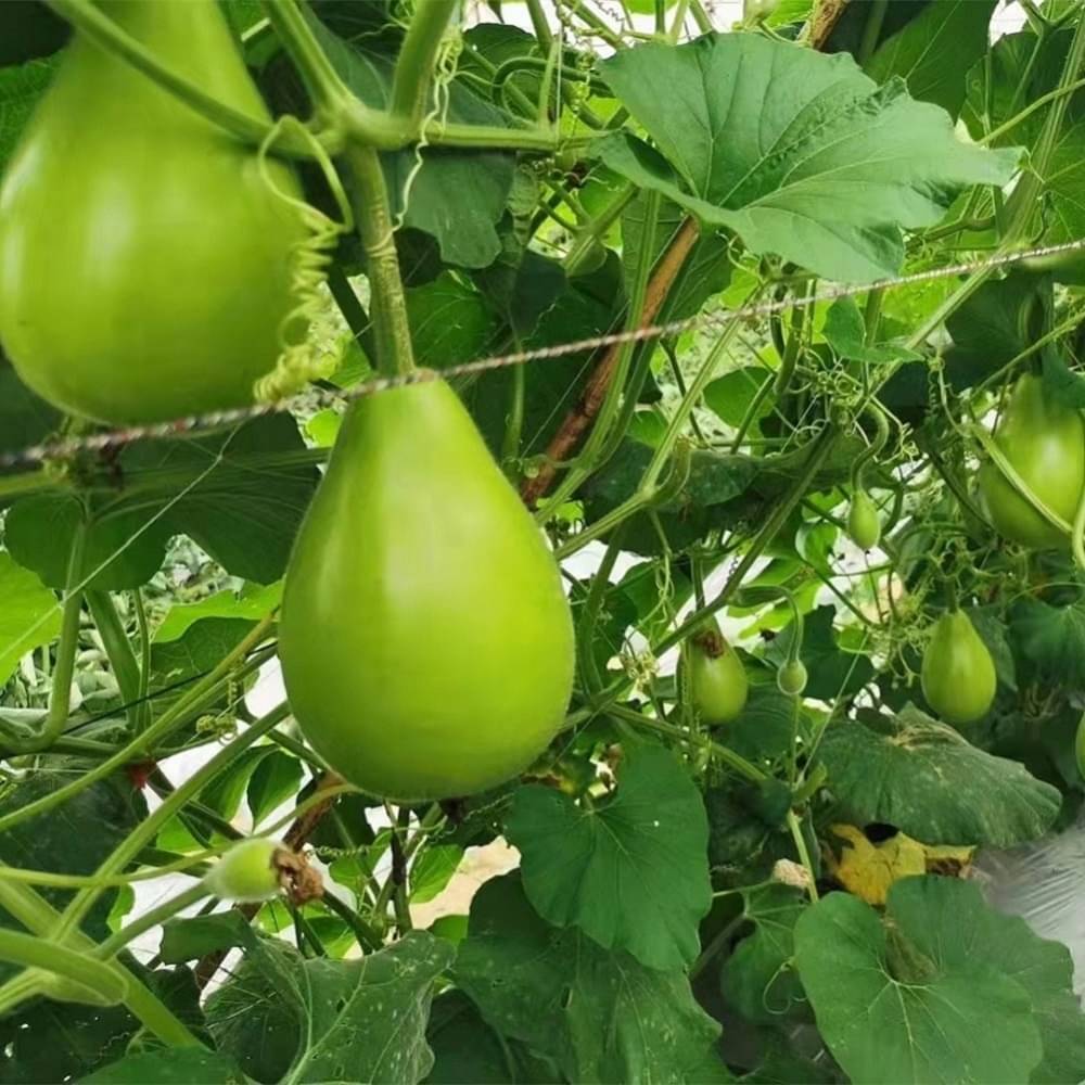 Jignisha Seeds Hybrid Round Bottle Gourd Vegetable ( 20 Seeds ) Jignisha Seeds Hybrid Round Bottle Gourd Vegetable ( 20 Seeds )