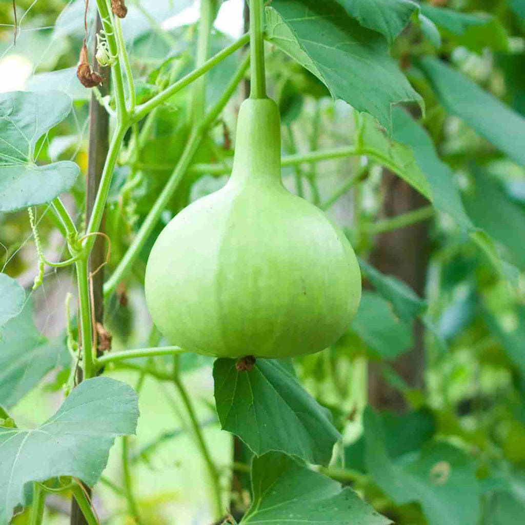 Jignisha Seeds Hybrid Round Bottle Gourd Vegetable ( 15 Seeds ) Jignisha Seeds Hybrid Round Bottle Gourd Vegetable ( 15 Seeds )