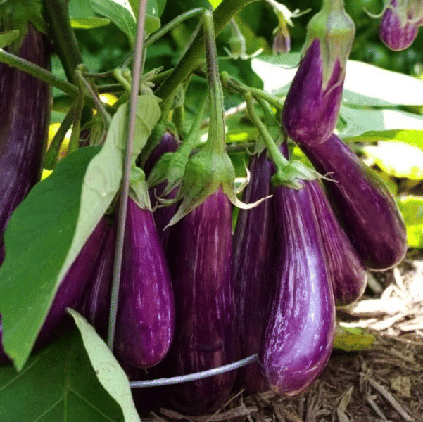 Jignisha Seeds Organic Brinjal Vegetable ( 50 Seeds )