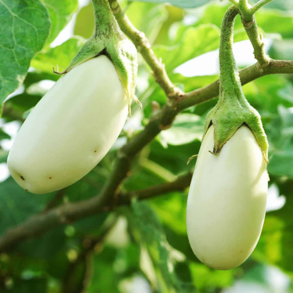 Jignisha Seeds Organic Brinjal Vegetable ( 50 Seeds )