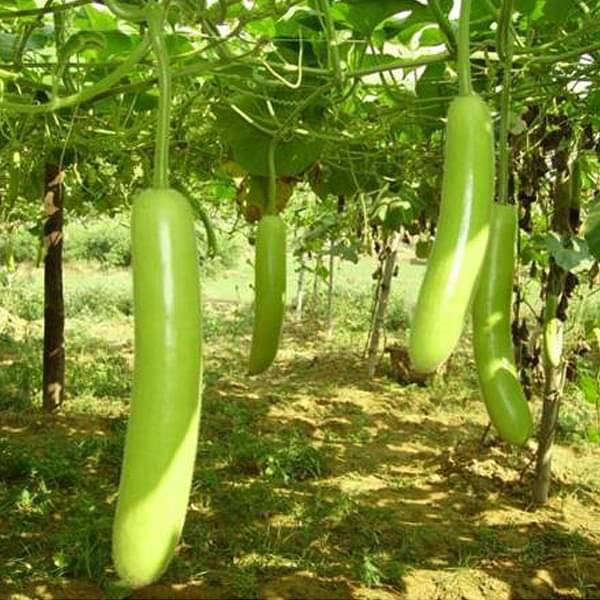     			Jignisha Seeds Organic Doodhi Vegetable ( 15 Seeds )