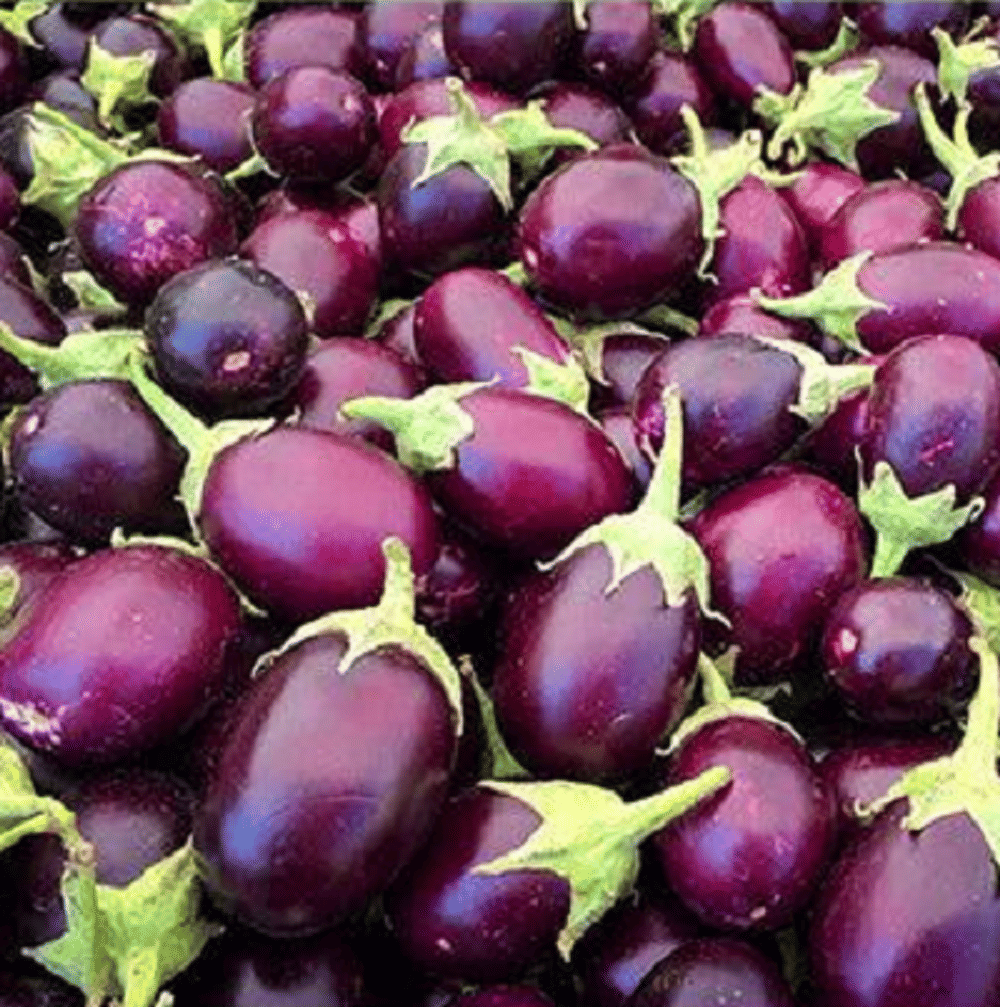 Jignisha Seeds Organic Eggplant Vegetable ( 50 Seeds ) Jignisha Seeds Organic Eggplant Vegetable ( 50 Seeds )