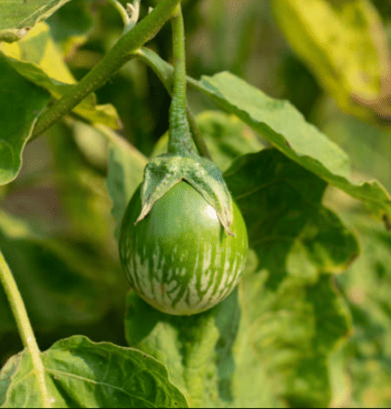 Jignisha Seeds Organic Eggplant Vegetable ( 50 Seeds ) Jignisha Seeds Organic Eggplant Vegetable ( 50 Seeds )
