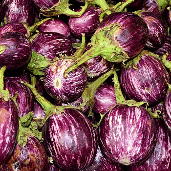 Jignisha Seeds Organic Eggplant Vegetable ( 50 Seeds ) Jignisha Seeds Organic Eggplant Vegetable ( 50 Seeds )