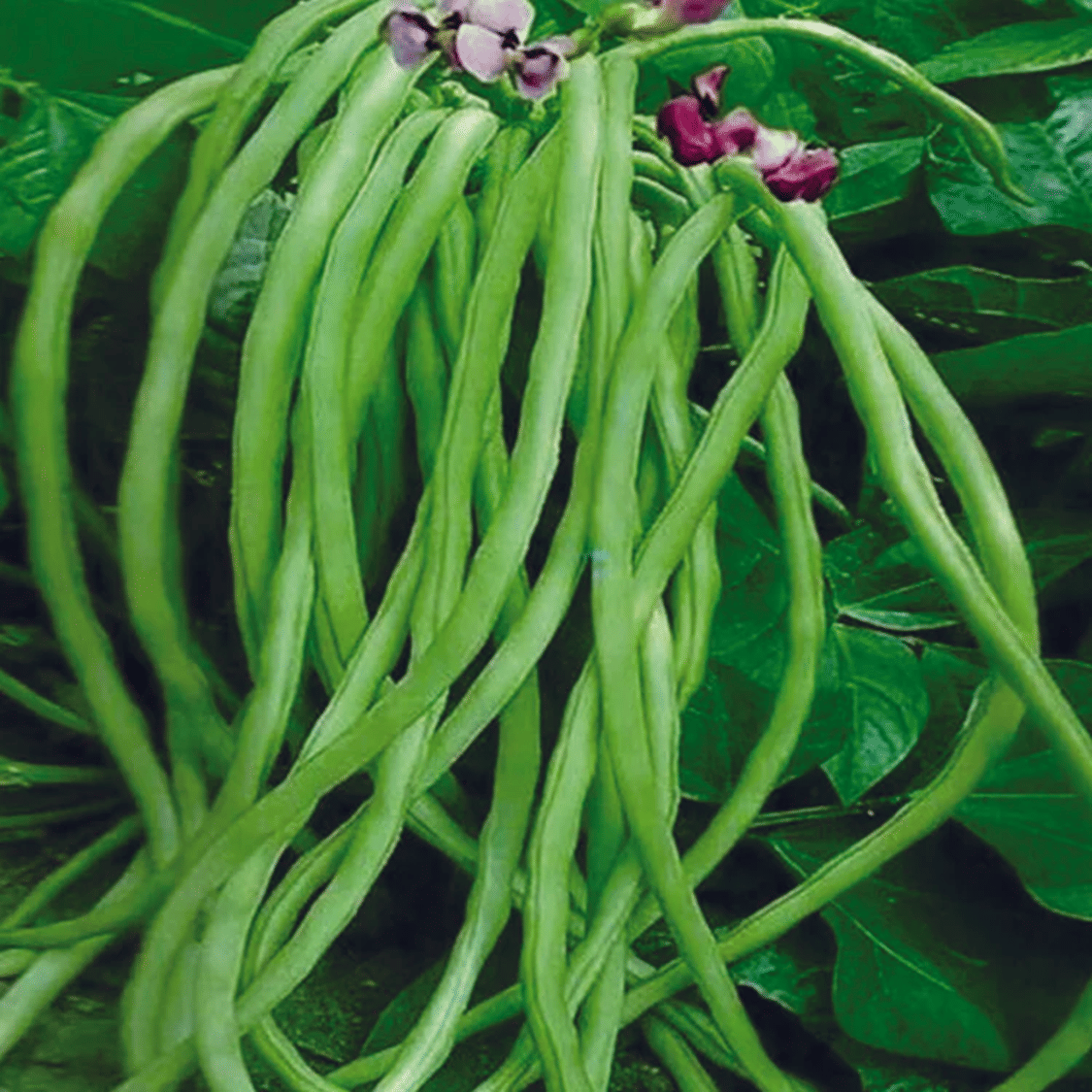     			PARTHVA SEEDS Cowpea Lobia Vegetable ( 130 Seeds )
