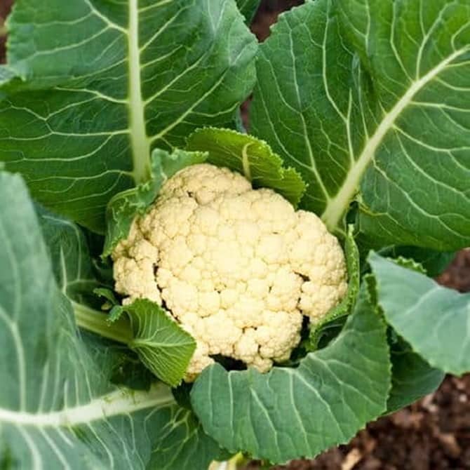 PARTHVA SEEDS Organic Cauliflower Vegetable ( 800 Seeds )