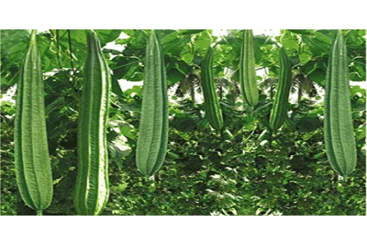     			PARTHVA SEEDS Ridge Gourd (Toree) Vegetable ( 30 Seeds )