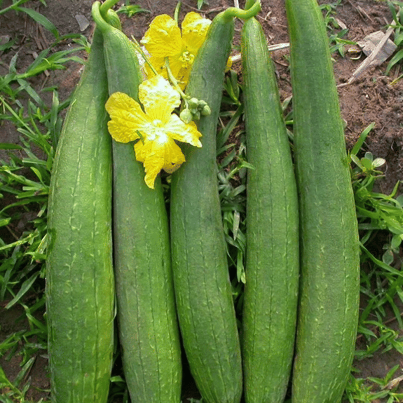 PARTHVA SEEDS Sponge Gourd Vegetable ( 50 Seeds ) PARTHVA SEEDS Sponge Gourd Vegetable ( 50 Seeds )