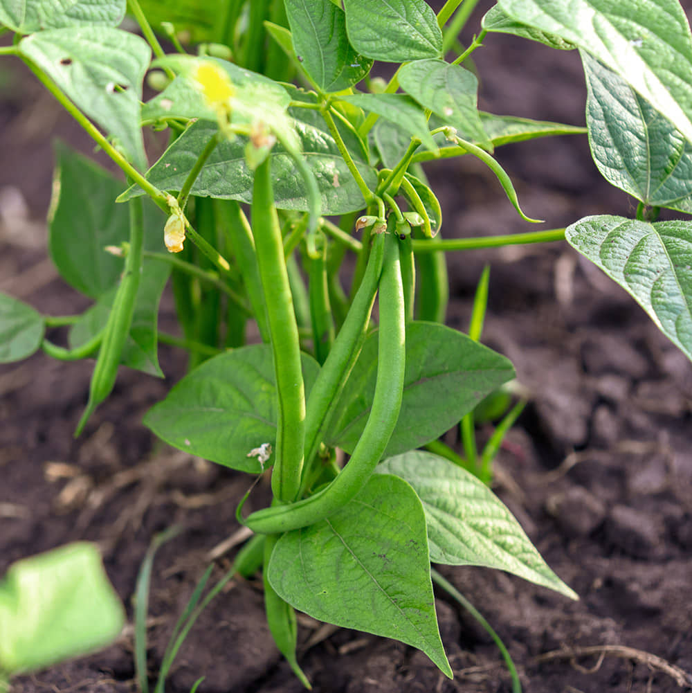 LiveNature Beans Vegetable ( 100 Seeds )