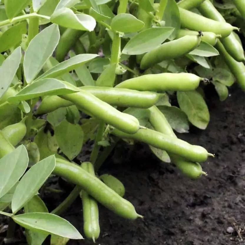 LiveNature Bakla Seeds | Fava Beans Seeds | Vegetable Plant Seeds for Home Garden & Terrace – Pack of 50 Seeds LiveNature Bakla Seeds | Fava Beans Seeds | Vegetable Plant Seeds for Home Garden & Terrace – Pack of 50 Seeds