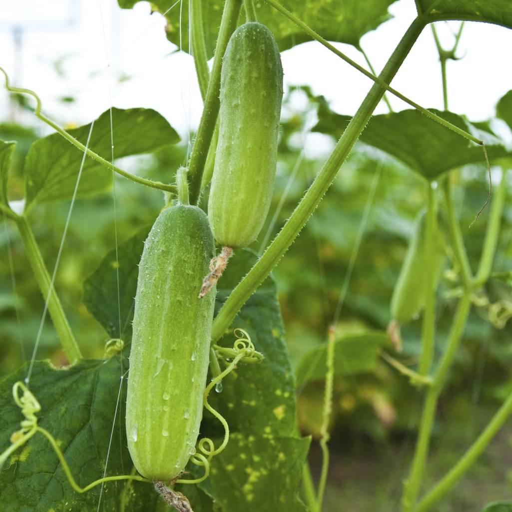 LiveNature Cucumber/Kheera Seeds | Desi Vegetable Plant Seeds | Best for Home Garden & Terrace – Pack of 50 Seeds LiveNature Cucumber/Kheera Seeds | Desi Vegetable Plant Seeds | Best for Home Garden & Terrace – Pack of 50 Seeds