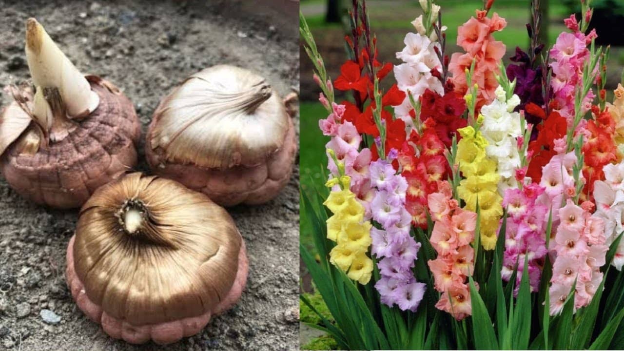 LiveNature Gladiolus Mixed Flower ( 3 Seeds )