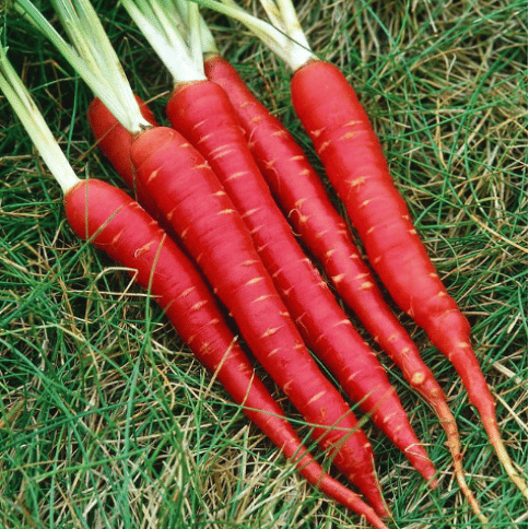 LiveNature Lal Gajar/Carrot Seeds | Desi Vegetable Plant Seeds For Home Garden & Terrace – Pack of 1000 Seeds LiveNature Lal Gajar/Carrot Seeds | Desi Vegetable Plant Seeds For Home Garden & Terrace – Pack of 1000 Seeds