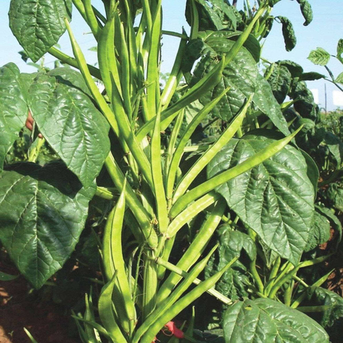 Jignisha Seeds Hybrid Cluster Beans Vegetable ( 50 Seeds ) Jignisha Seeds Hybrid Cluster Beans Vegetable ( 50 Seeds )