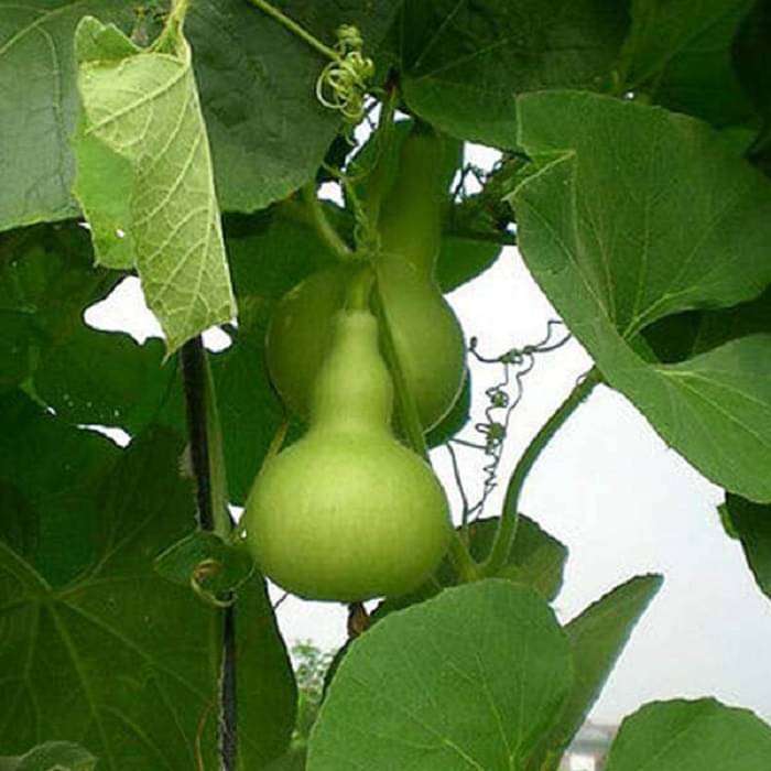     			Jignisha Seeds Round Bottle Gourd Vegetable ( 15 Seeds )