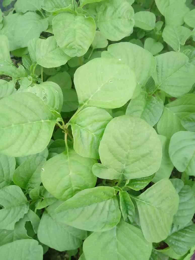 LiveNature Chaulai (Saag) Vegetable ( 100 Seeds )