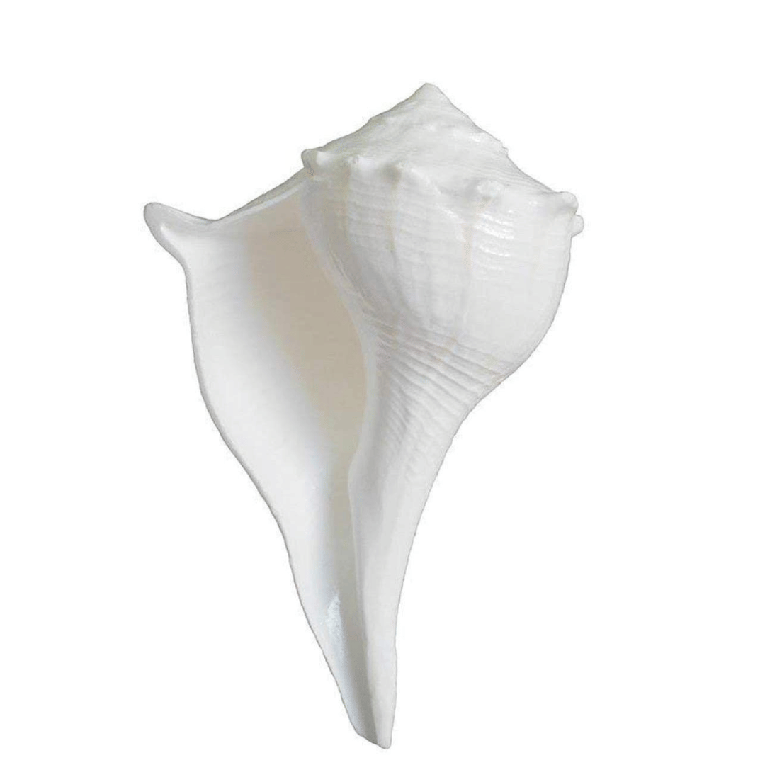     			NAVYAKSH Shankh 1 ( Pack of 1 )