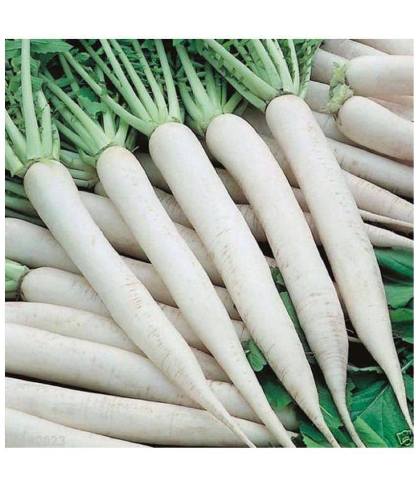 LiveNature Organic Long White Radish Seeds | Mooli Vegetable Plant Seeds | Best for Home Garden & Terrace – Pack of 1000 Seeds