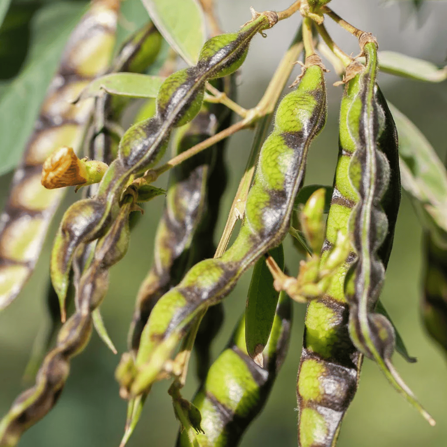     			PARTHVA SEEDS Pea Vegetable ( 100 Seeds )