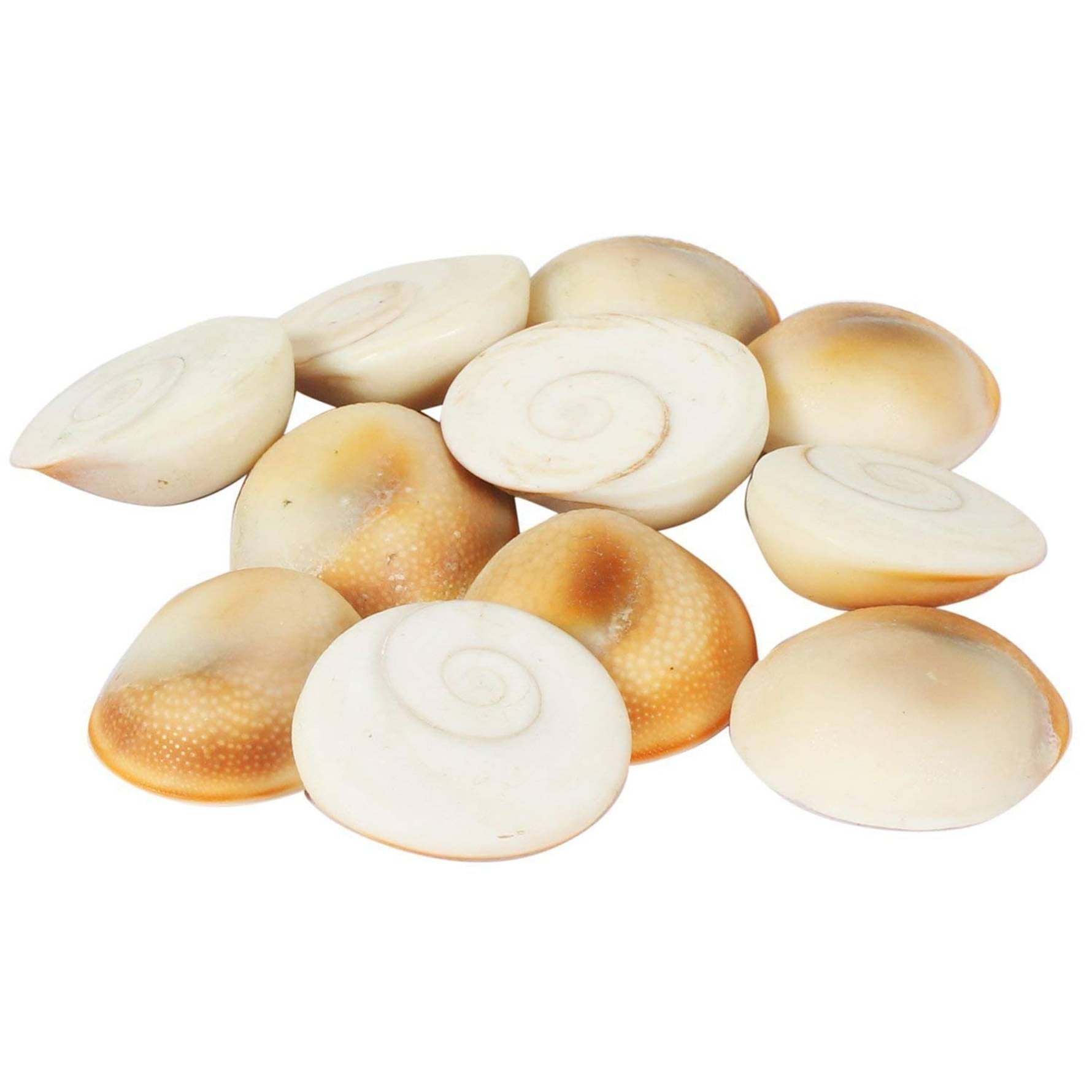 TEVATIYA Gomti Chakra set of 7 gomti chakra ( Pack of 1 ) TEVATIYA Gomti Chakra set of 7 gomti chakra ( Pack of 1 )