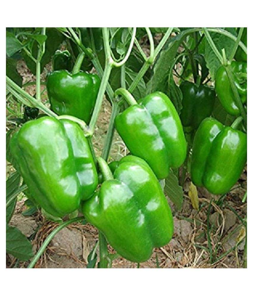     			Vedhahi Green Capsicum Vegetable ( 50 Seeds )