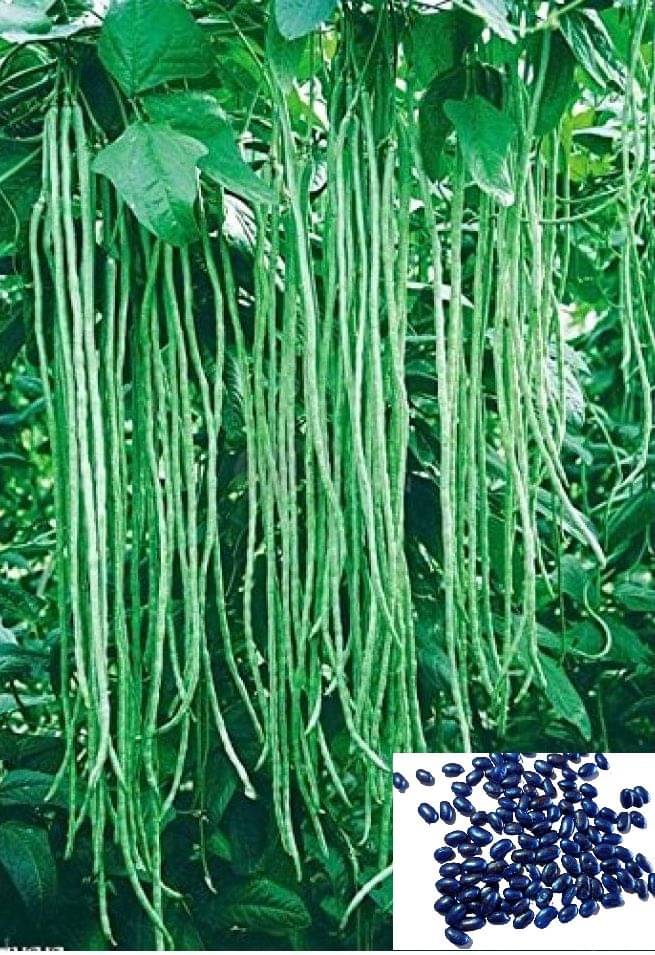     			Vedhahi Hybrid Lobia Beans Vegetable ( 15 Seeds )