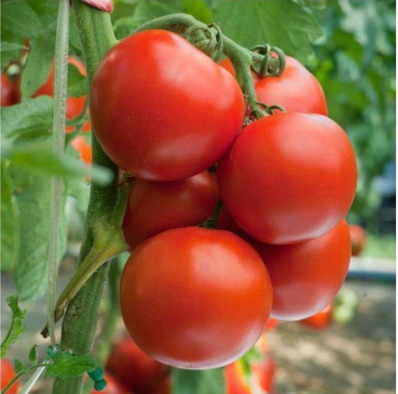     			Vedhahi Organic Tomato Vegetable ( 20 Seeds )